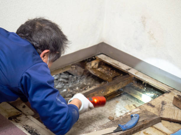 Trusted Laurinburg, NC Mold Removal Experts