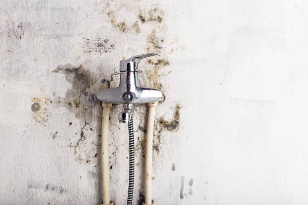 Best Mold Removal Near Me  in Laurinburg, NC