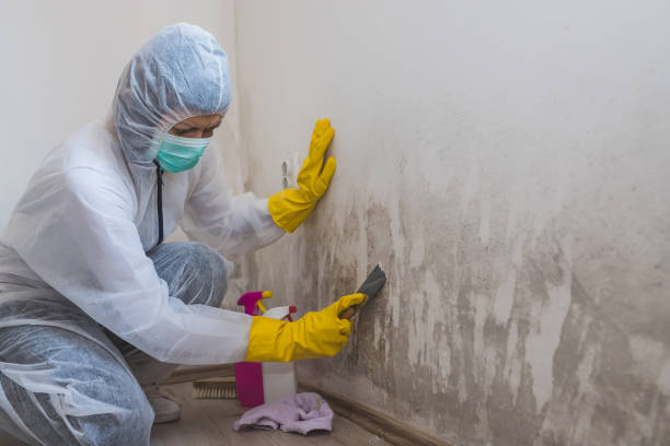 Best Mold Remediation  in Laurinburg, NC