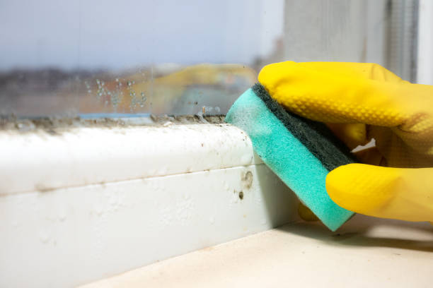 Office Mold Removal Services in Laurinburg, NC