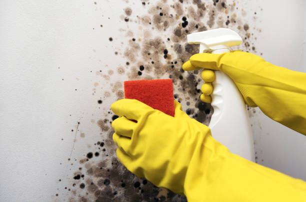 Best Mold Removal Company Near Me  in Laurinburg, NC