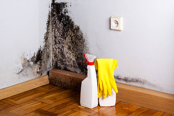 Attic Mold Removal in Laurinburg, NC