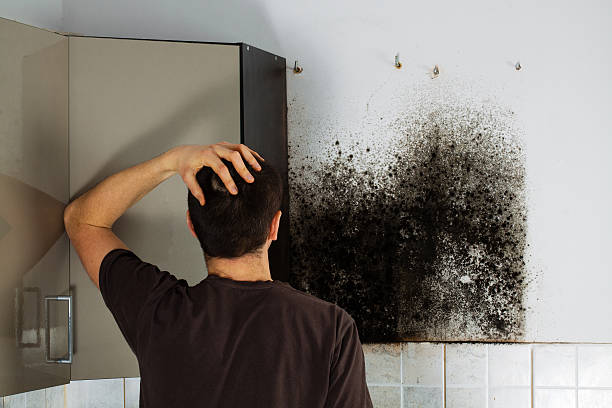 Best Office Mold Removal Services  in Laurinburg, NC