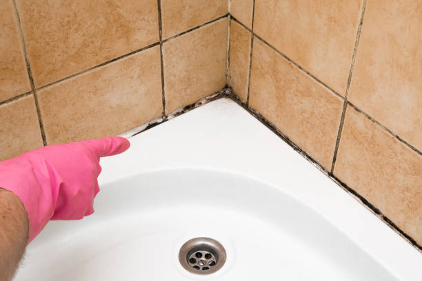 Best Local Mold Removal Service  in Laurinburg, NC